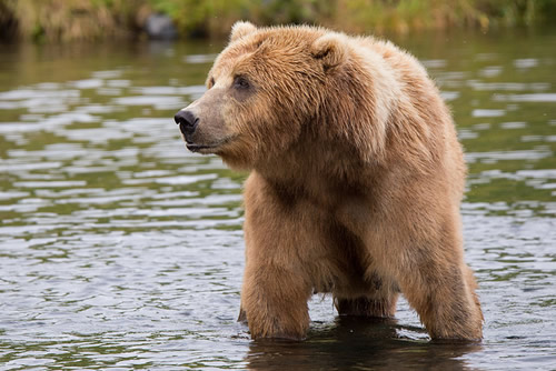 A brown bear standing on four legs in a flowing river. The bear is facing the camera with its head turned to its right.